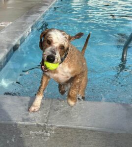 dog in pool